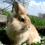 Animal rabbit PFP