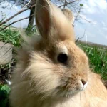 Animal rabbit PFP