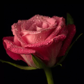water drop nature pink flower flower rose PFP