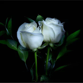  White Roses