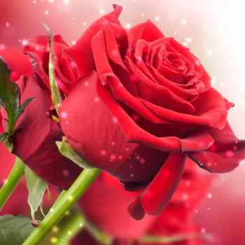 nature rose PFP