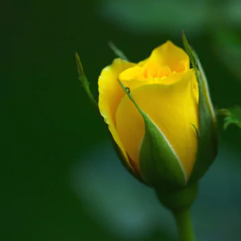 bud yellow flower flower nature rose PFP