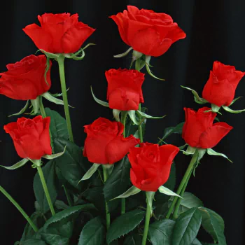 nature rose PFP