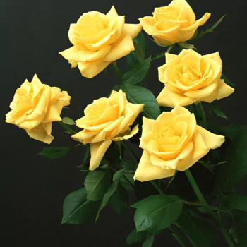 nature rose PFP