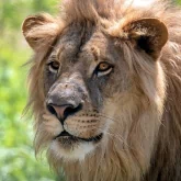 lion Animal PFP