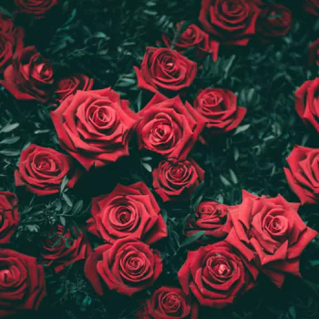 red rose red flower flower nature rose PFP