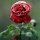 Bud