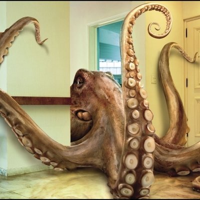 Download Animal Octopus PFP