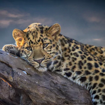 Animal leopard PFP