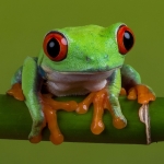Red-Eyed Tree Frog on a Branch