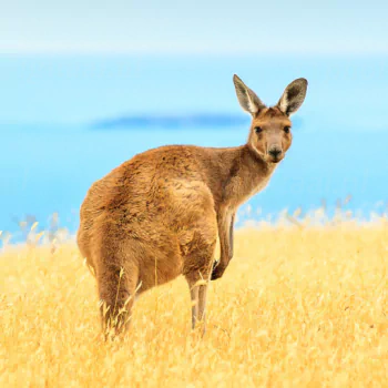 depth of field horizon grass marsupial kangaroo Animal PFP