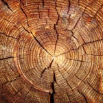 nature wood PFP