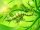 lizard