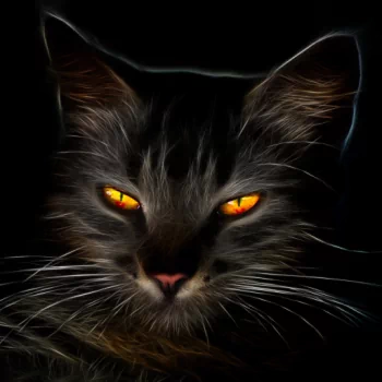  Black Cat with Amber Eyes