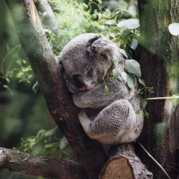  Koala Asleep in a Tree