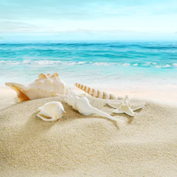 horizon ocean sand nature beach shell PFP