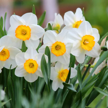 white flower flower nature daffodil PFP