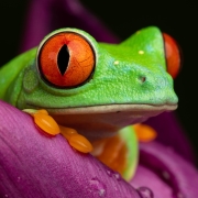 Red Eyed Tree Frog Pfp