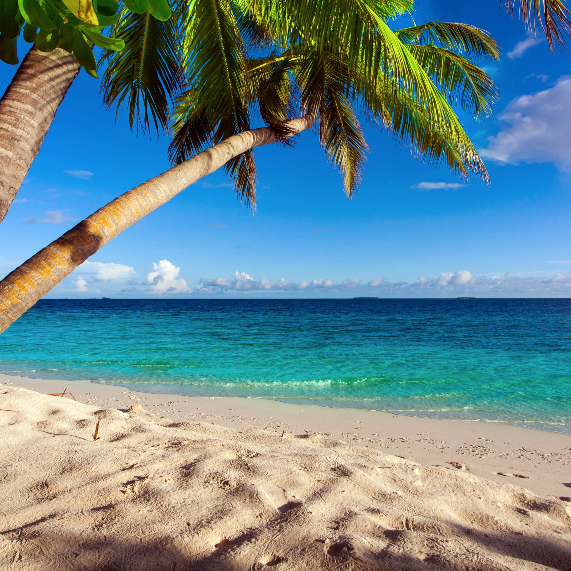 Download Palm Tree Sea Ocean Tropical Beach Horizon Nature PFP