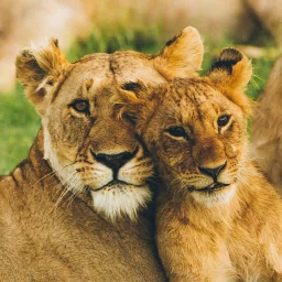 baby animal cub lion Animal PFP