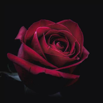  Deep Red Rose