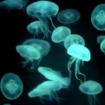Download Animal Jellyfish PFP