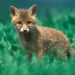 Animal fox PFP