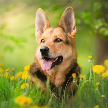 summer depth of field dandelion dog german shepherd Animal PFP
