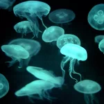 Animal jellyfish PFP