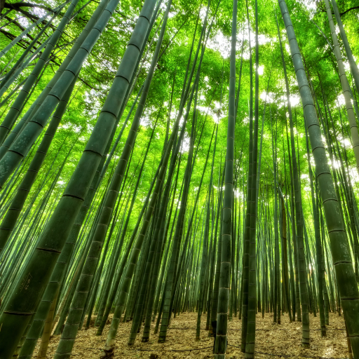 Bamboo Pfp
