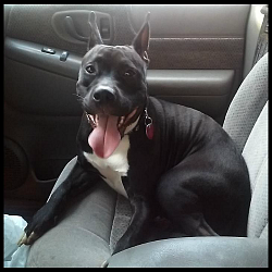 My dog Harley by Magellen