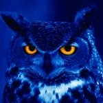 Download Animal Owl PFP