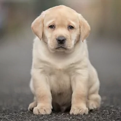 depth of field Labrador Retriever puppy baby animal dog Animal PFP