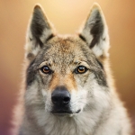 Wolfdog Pfp by Dackelpup