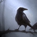 Download Animal Crow PFP