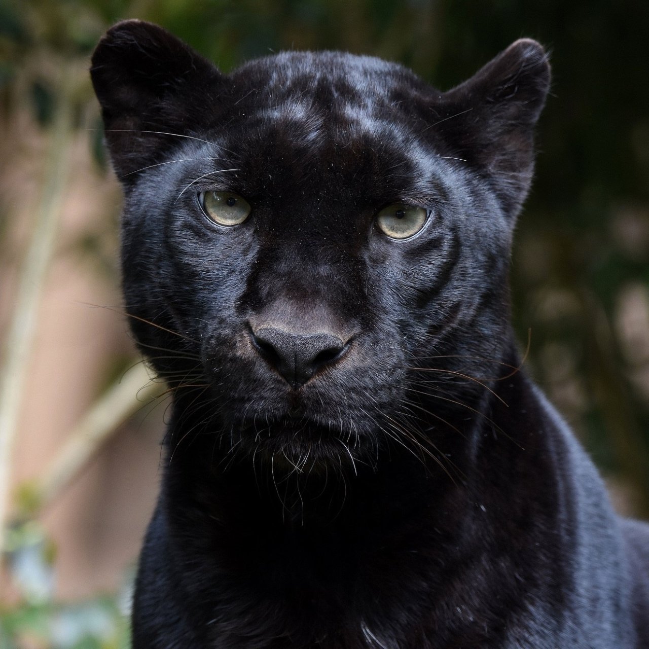 Download Stare Black Panther Animal  PFP
