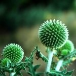 Download Nature Plant PFP