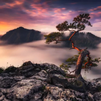 tree mountain fog nature PFP