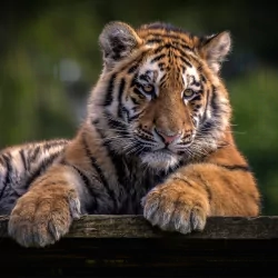 cub baby animal tiger Animal PFP