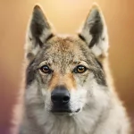 czechoslovakian wolfdog muzzle wolf Animal wolfdog PFP