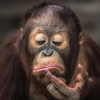 primate monkey Orangutan Animal PFP