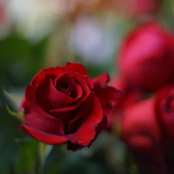 red rose macro red flower flower nature rose PFP