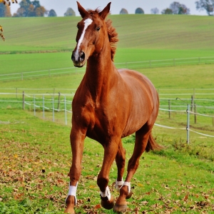 Liver Chestnut Horse by Alexas_Fotos