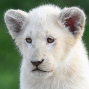 Baby White Lion Cub