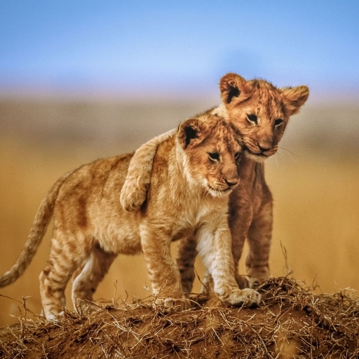 2 lion babies by Jeffrey C. Sink