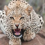 Animal leopard PFP