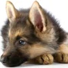  german sheperd