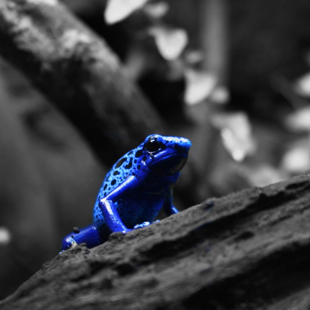 Download Blue Poison Dart Frog Animal Poison Dart Frog PFP