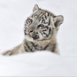 Download Animal White Tiger PFP