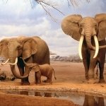 Download Animal Elephant PFP